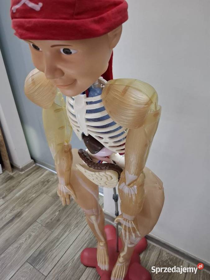 Model edukacyjny szkieletu człowieka kostek