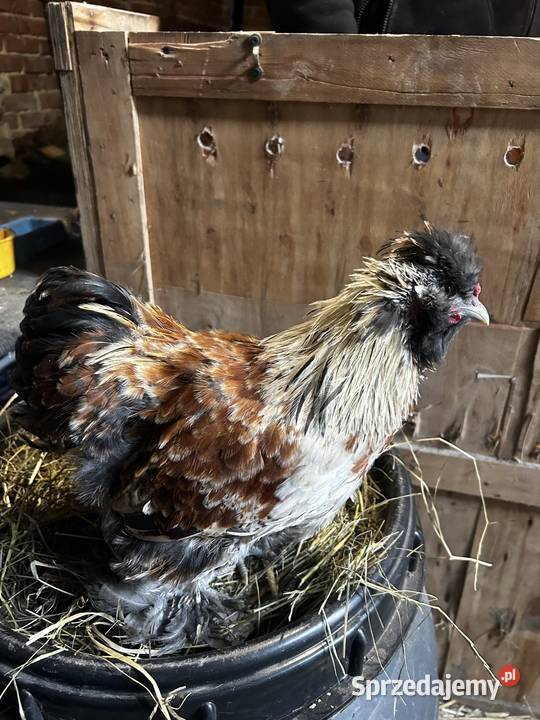 Koguciki z 2025 roku mixy