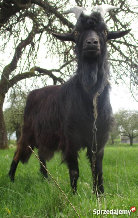 Sprzedam kozły i koźlęta tegoroczne Pozostałe lubelskie Kostry
