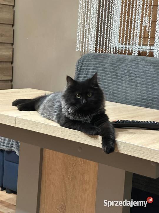 Kotek Syberyjski gotowy do odbioru Rybnik