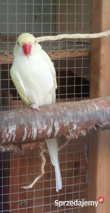 Aleksandretta obrożna cremino samica Ptaki Środa Wielkopolska sprzedam
