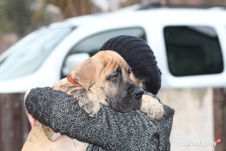 Szczeniaki Dog Niemiecki Olsztyn