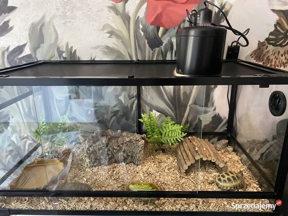 Źółw stepowy mazowieckie Lesznowola