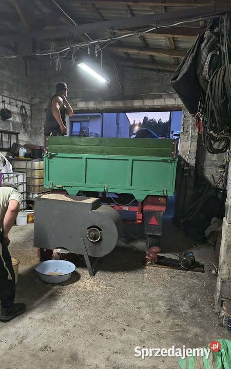 Łubin gorzki Oskar Zboża Widawa