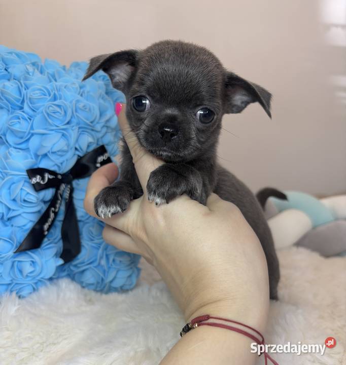 Chihuahua piesek krótkowłosy niebieski Blue Bełchatów