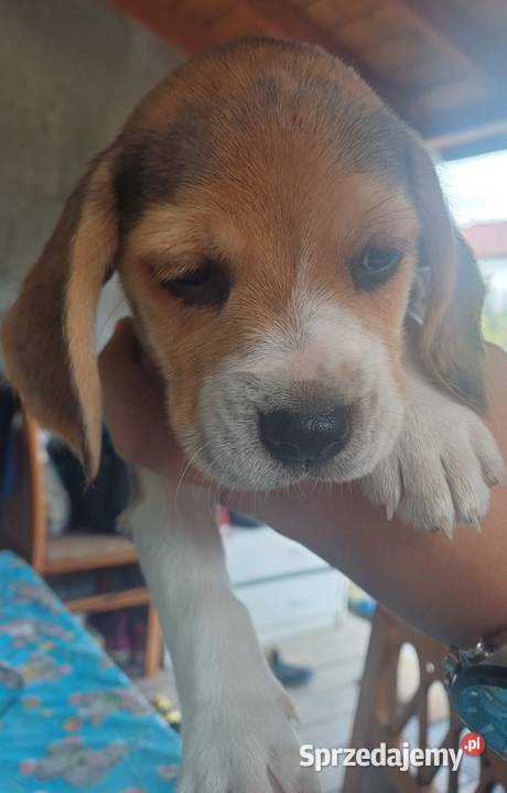 Beagle szczeniaki łódzkie Piotrków Trybunalski