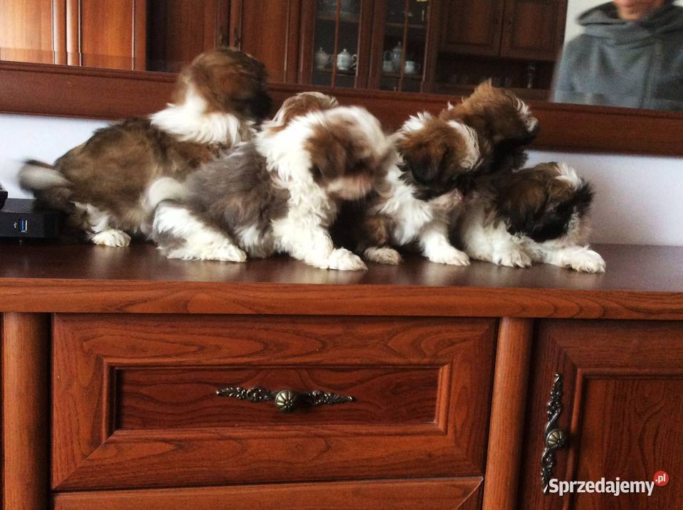 Suczka shih tzu wzorcowy przepiękny szczeniak świętokrzyskie Klimontów sprzedam