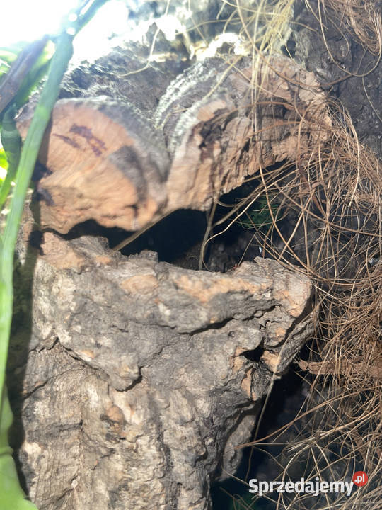 Gekon płaczący Lepidodactylus lugubris Warszawa