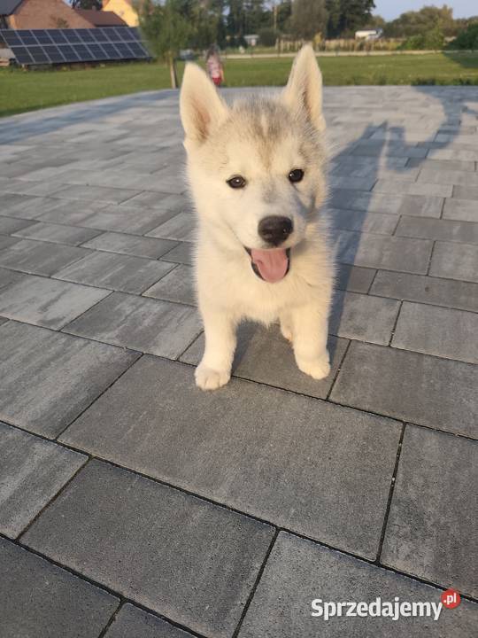 Suczka Siberian Husky brazowooka ZKwP Husky sprzedam