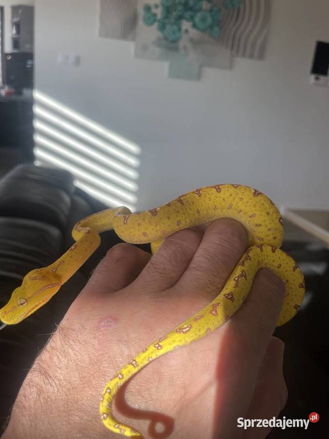 Morelia viridis pyton zielony Częstochowa