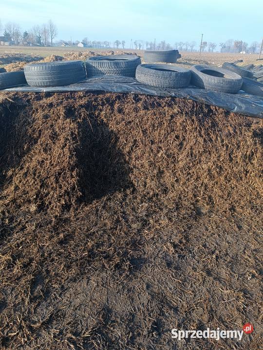 Kiszonka z lucerny Drobin