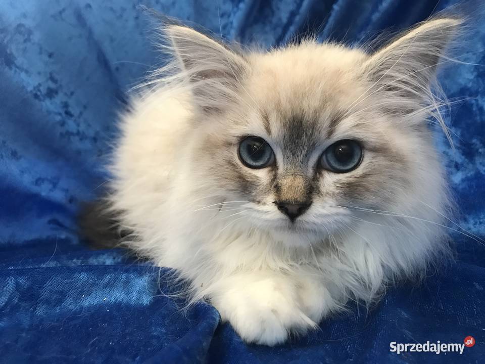 Rodowodowe kocięta Ragdoll