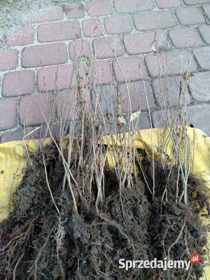 Pigwowiec Chiński i Japoński Stalowa Wola