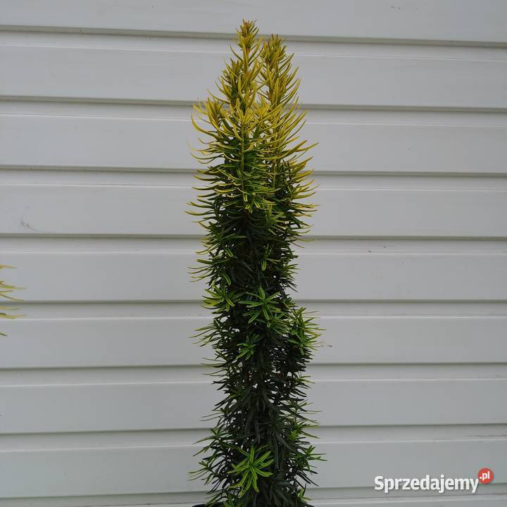 Cis pospolity David 90 100 w doniczkach Rośliny Tuczępy