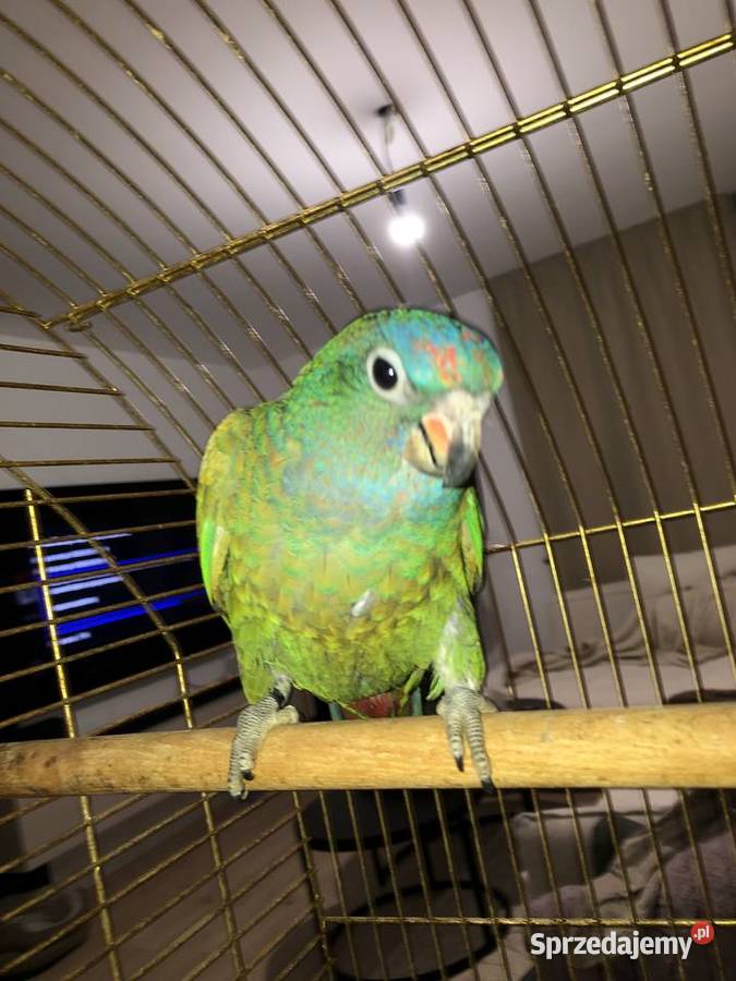 Piona Niebieskogłowa samiec młody ręcznie Gdynia