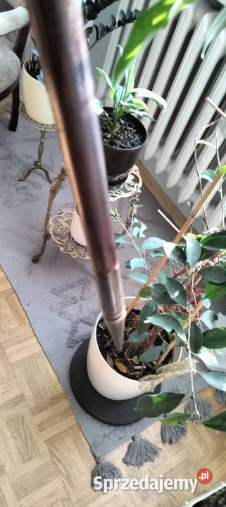 kolekcja starych lasek Pozostałe warmińsko-mazurskie Ełk