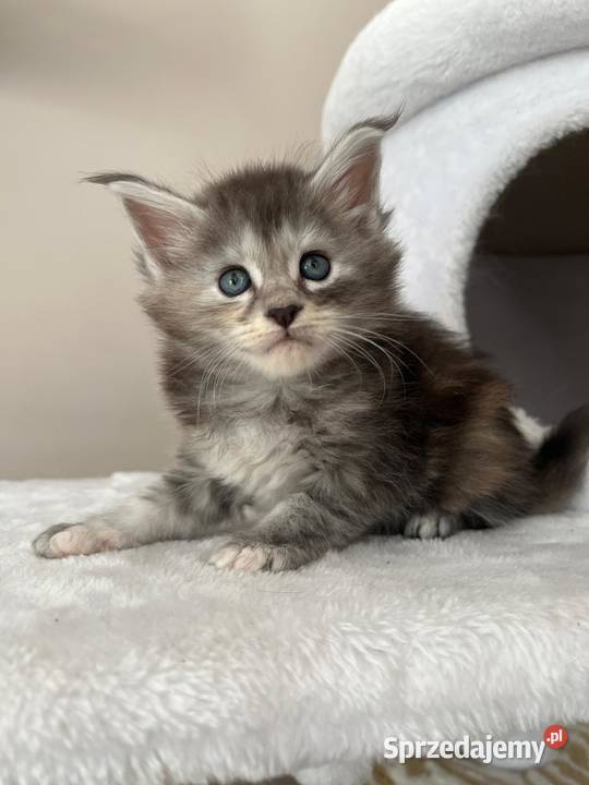 Jasmine kotka Maine Coon