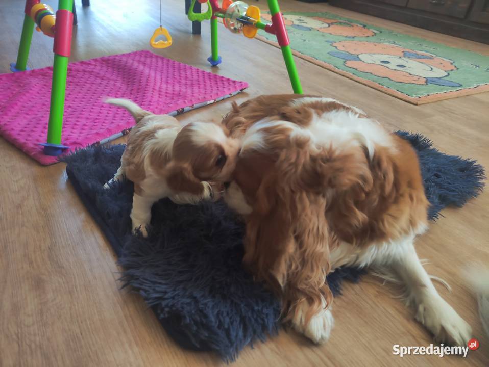 Cavalier king charles spaniel FCI ZKwP Klonowo