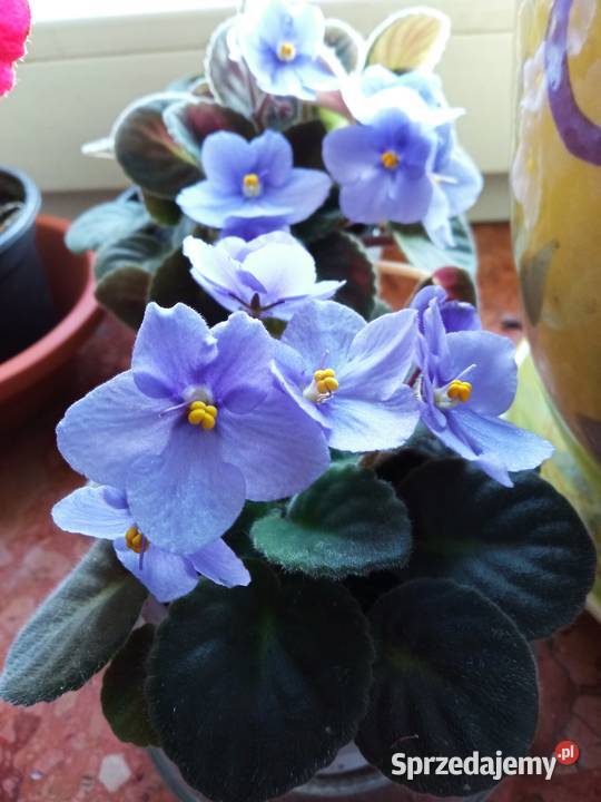 Skrzydłokwiat variegata Diamond piękny Białystok