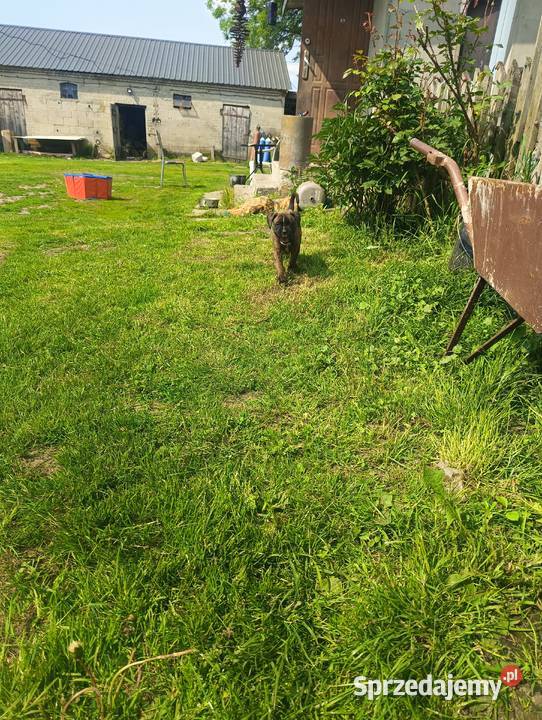 Suczka bokser lubelskie Łęczna