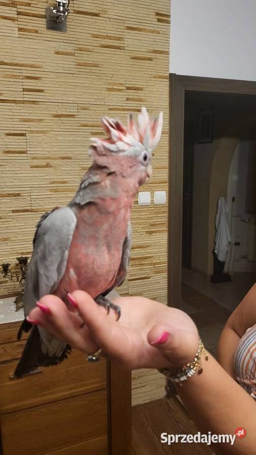 Kakadu różowa ręcznie karmiona pupil Garwolin