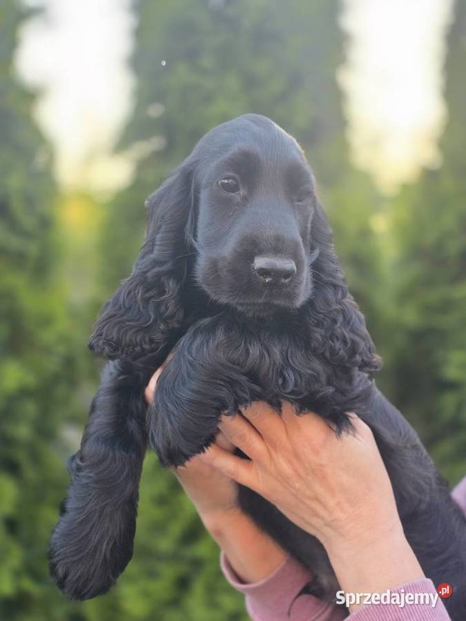 Cocker Spaniel czarne Żelazków