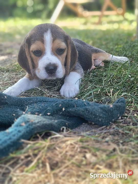 Cudowne szczeniaczki Beagle FCI ZKwP championie mazowieckie