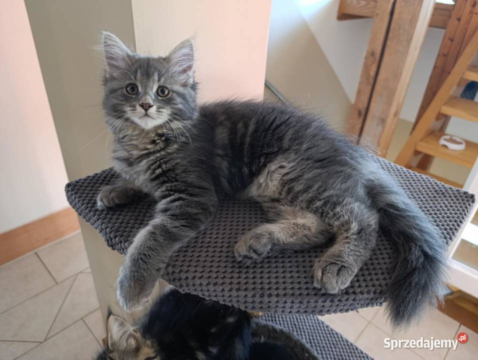 Urocza kotka Maine coon Krasnystaw