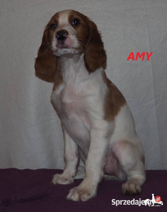 Szczeniaki rasy seter irlandzki czerwonobiały sprzedam