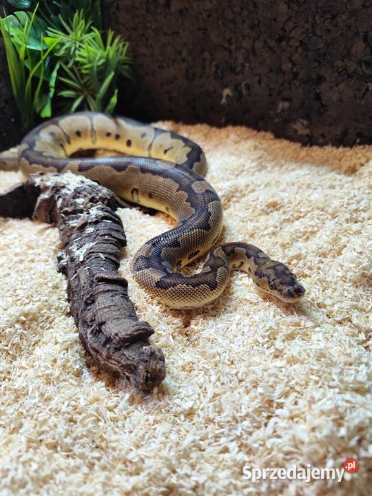 Pyton z terrarium Gady i płazy Pruszków