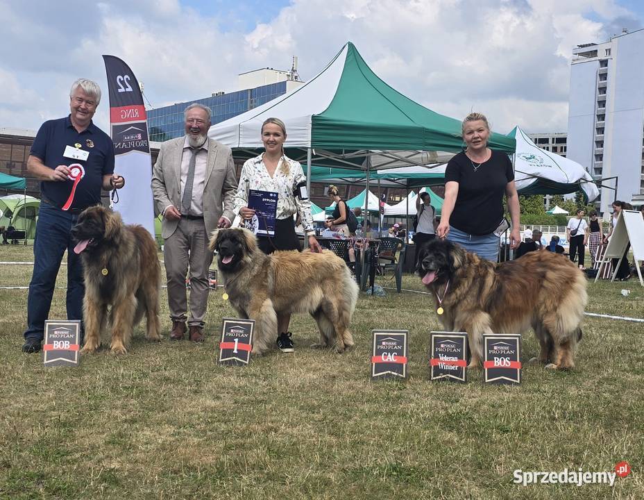 Leonberger suczki Championach FCI Andrychów