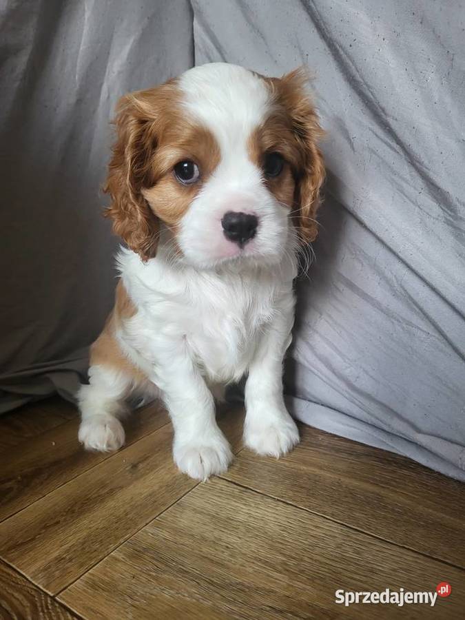 Cavalier King Charles Spaniel Blenheim Samiec Częstochowa