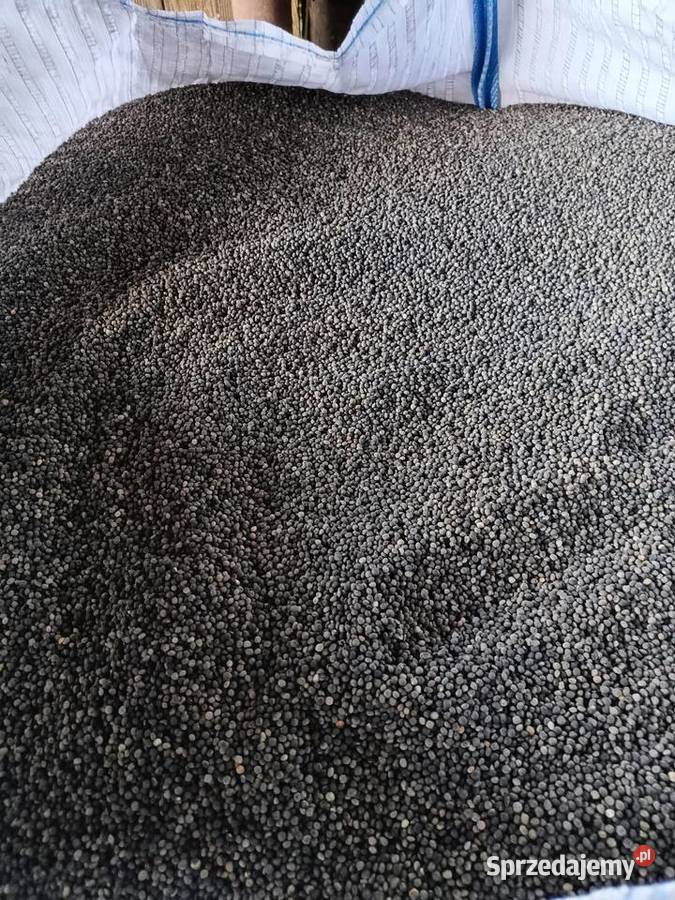 Wyka jara siewna zbiór 2025 Obice sprzedam