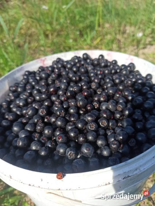 Aronia Wysyłka Owoce Włocławek