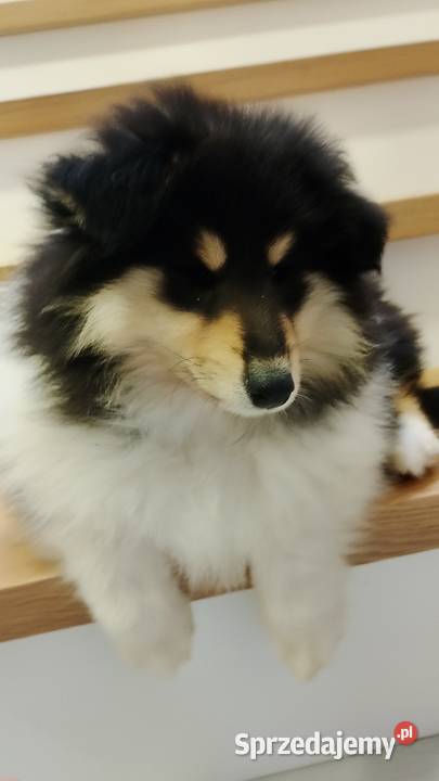 Owczarek szkocki collie ZKwP FCI Garwolin