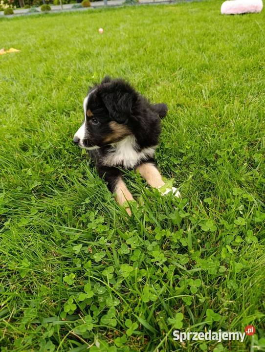 Piesek Border Collie Szczaworyż