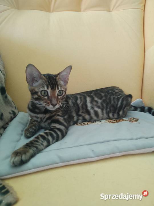 Koty Bengalskie kot bengalski miot C FPL Felis Iskrzynia
