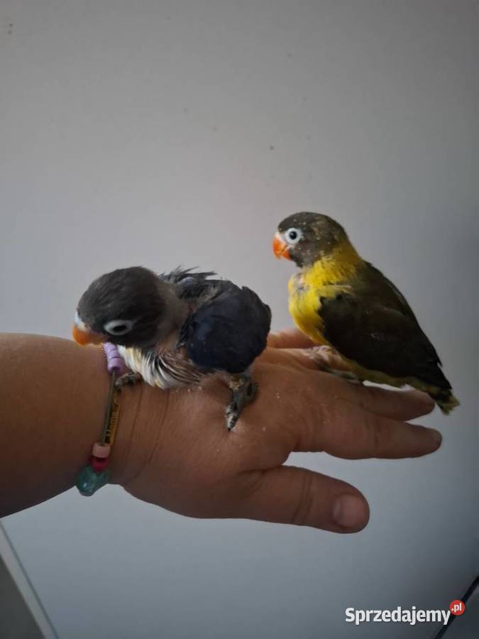 Nierozłączki czarnogłówki papugi ręcznie Gostyń sprzedam