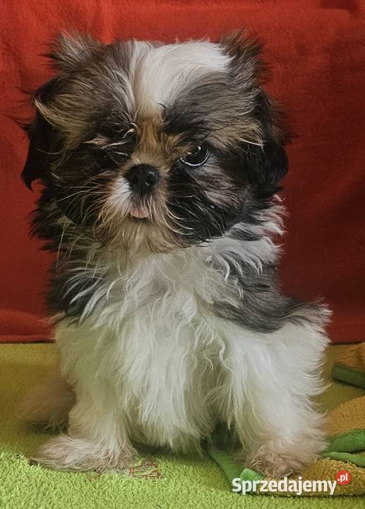 Shih Tzu dziewczynki śląskie Częstochowa