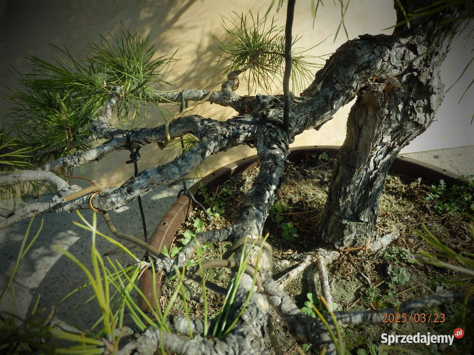 Bonsai Sosna 60 ponad 30 letnia Skierniewice