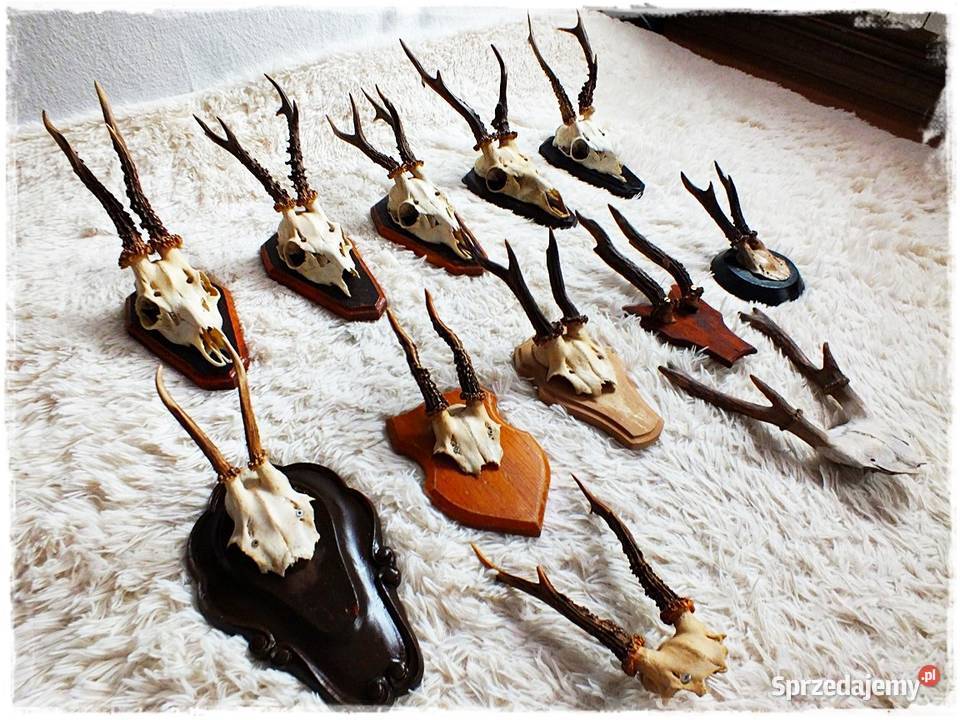 Kolekcja poroże 12 Parostki jelenia z czaszką na lubuskie sprzedam
