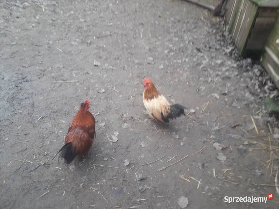 Para perliczek zwykłych i kogutki liliputy Wiślica