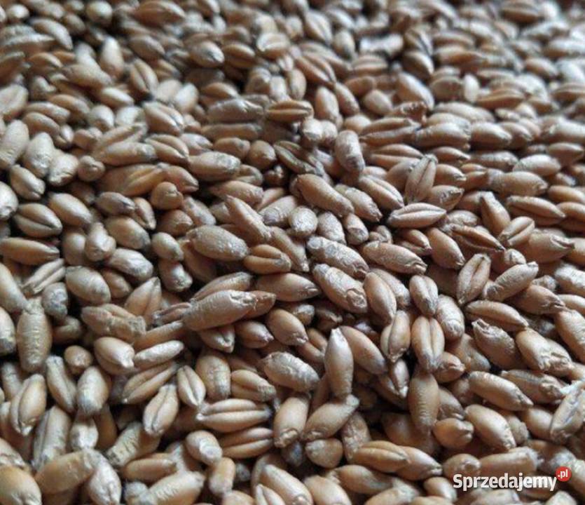 Pszenżyto Wola Rafałowska sprzedam