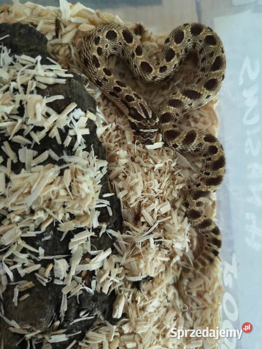 Heterodon zachodni Heterodon nasicus małopolskie sprzedam