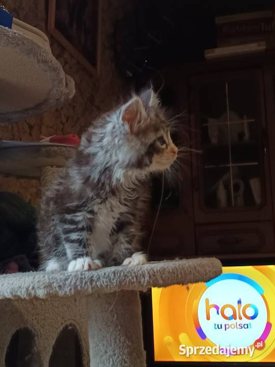 Śliczne kocięta Maine coon z rodowodem Prawęcin