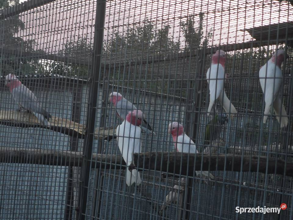 Kakadu Różowe Lutino Para 2024r Samiec i Samica wielkopolskie