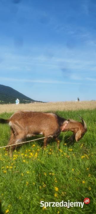 Kozy Anglonubijakie Mszana Dolna