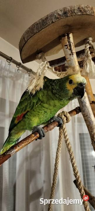 Papuga Amazonka Niebieskoczelna ręcznie Bielsko-Biała