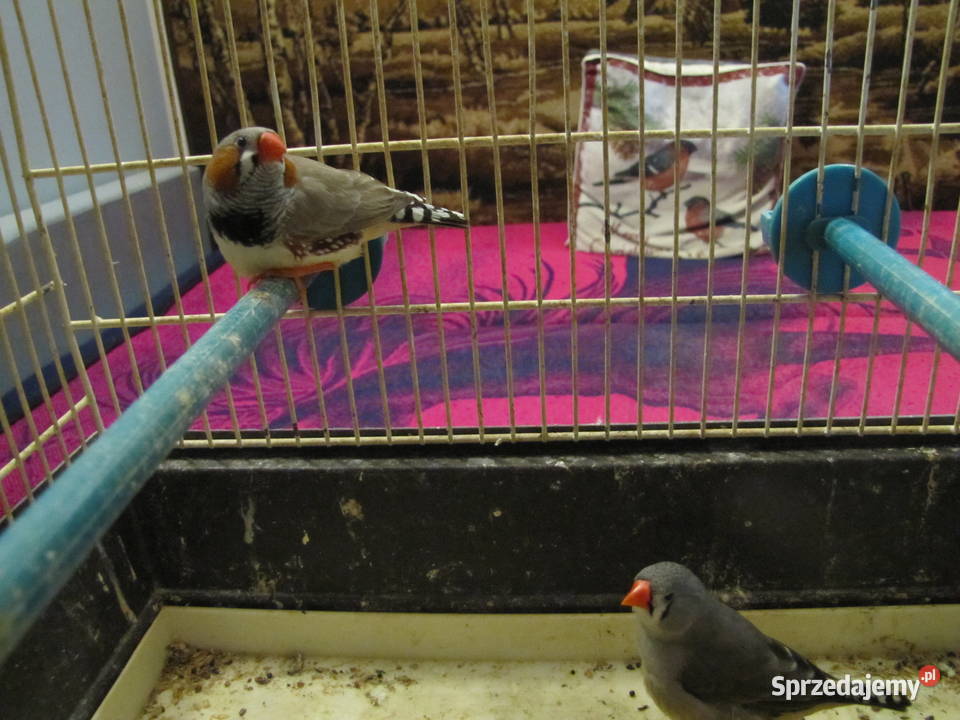 Sprzedam zeberki Toruń