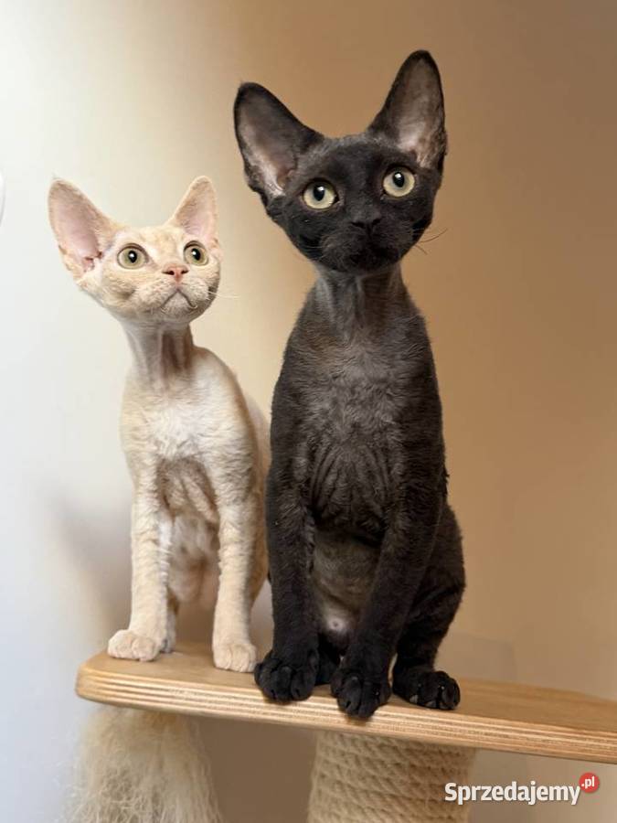 Devon Rex kocięta z rodowodem FPL Białogard